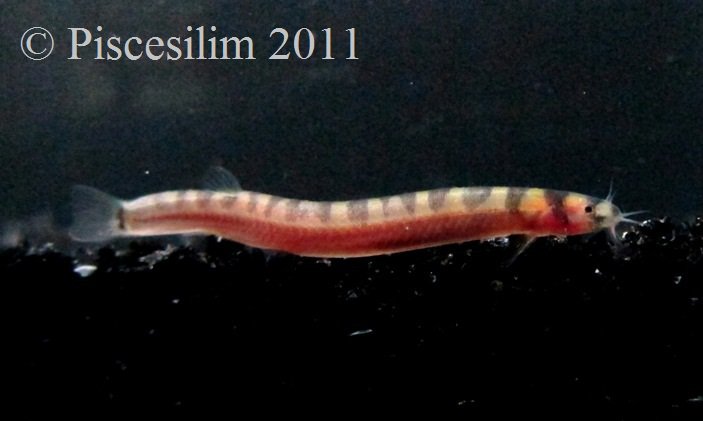 Specimen from Perak state, northwestern Peninsular Malaysia.