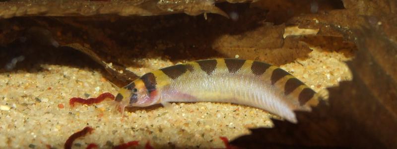 Female individual.