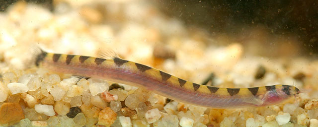 Specimen from southern Thailand.