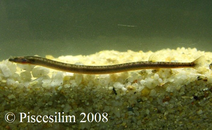 Specimen from Johor state, southern Peninsular Malaysia.