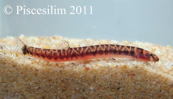 Specimen from Perak state, northwestern Peninsular Malaysia.