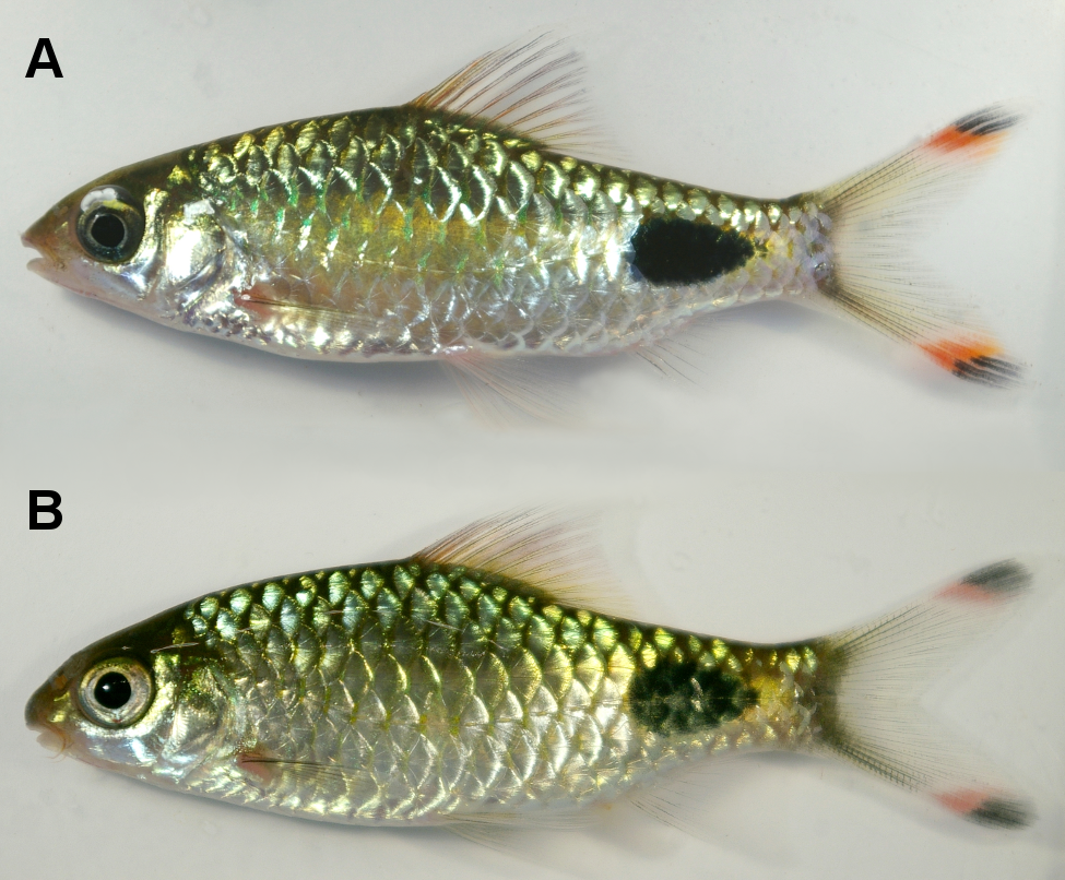 Dawkinsia filamentosus (A) and D. assimilis (B) are not easy to tell apart