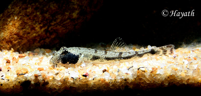 Young specimen.