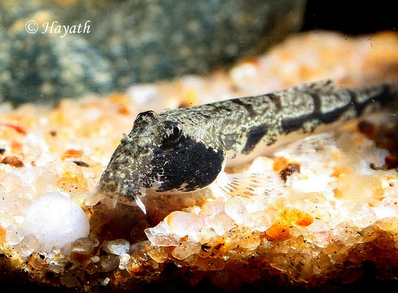 This species is rarely seen above the substrate during daylight hours.