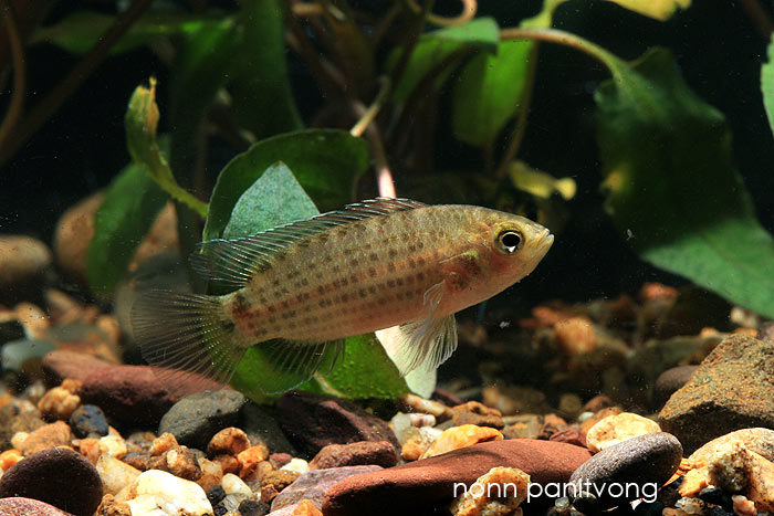 Adult specimen; neutral colour pattern.
