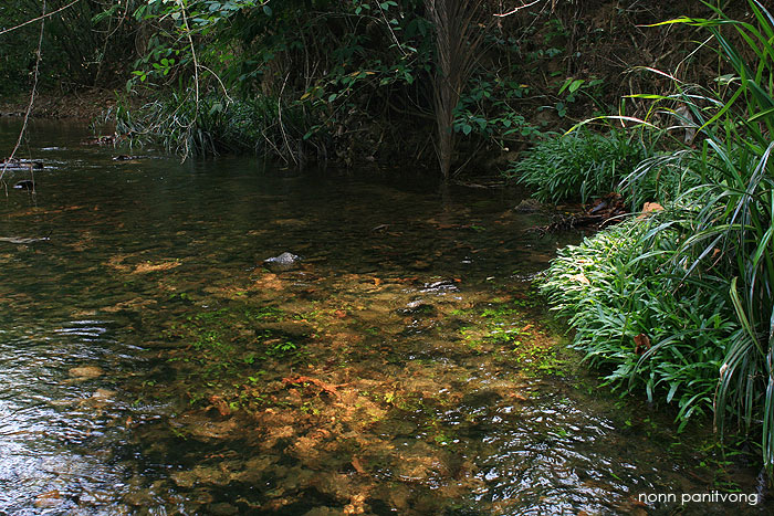 A habitat of B. siamensis in Ranong province, Thailand.