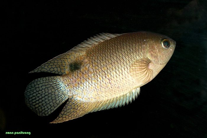 Adult male specimen from Thailand.