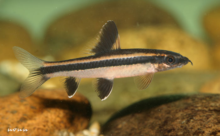Subadult specimen from southern Thailand.