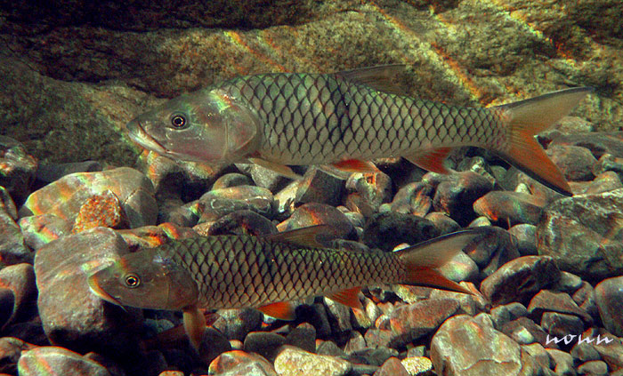 Adult specimens in the aquarium.