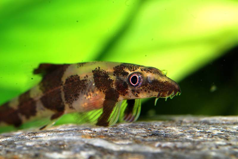 ...and this behaviour separates it from other members of the genus currently in the aquarium trade.