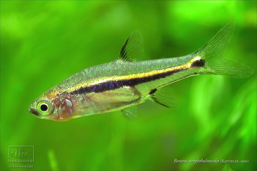Some populations have a yellow upper lateral stripe...