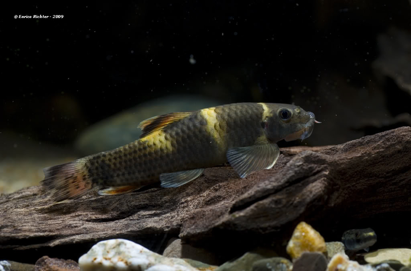 This species is among the more attractive members of the genus.