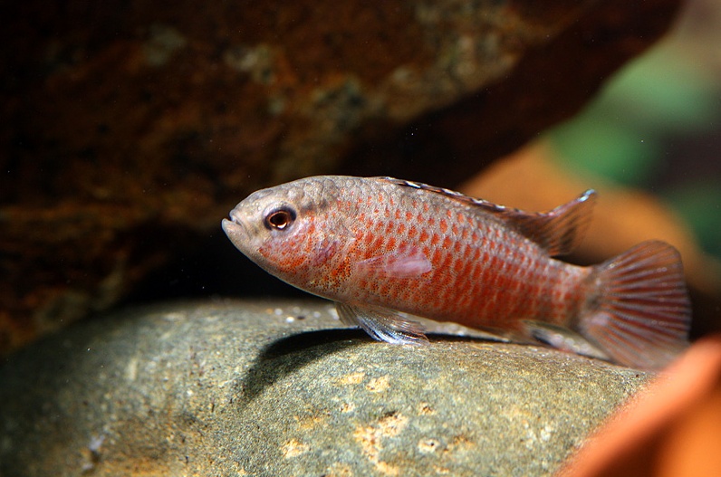 Adult male.