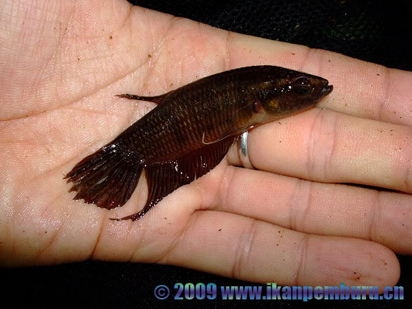 Freshly-collected specimen.