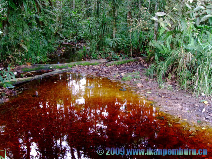 Habitat in the Kapuas River basin, Kalimantan Barat province, Indonesia, Borneo.