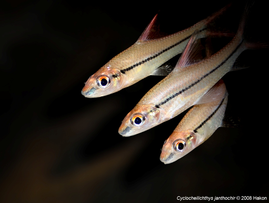 Juvenile specimens.