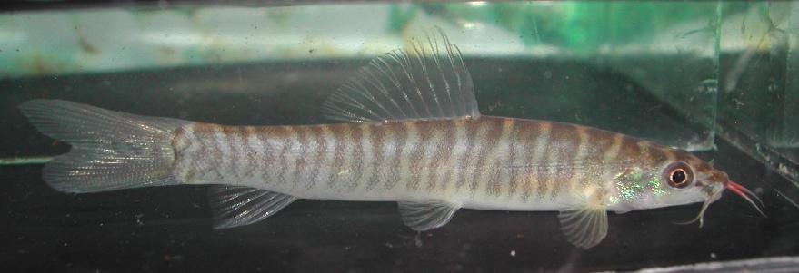Adult male individual from the UK aquarium trade.
