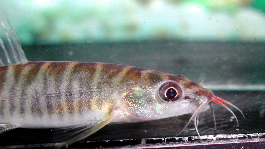 Detail of head and anterior portion of body.