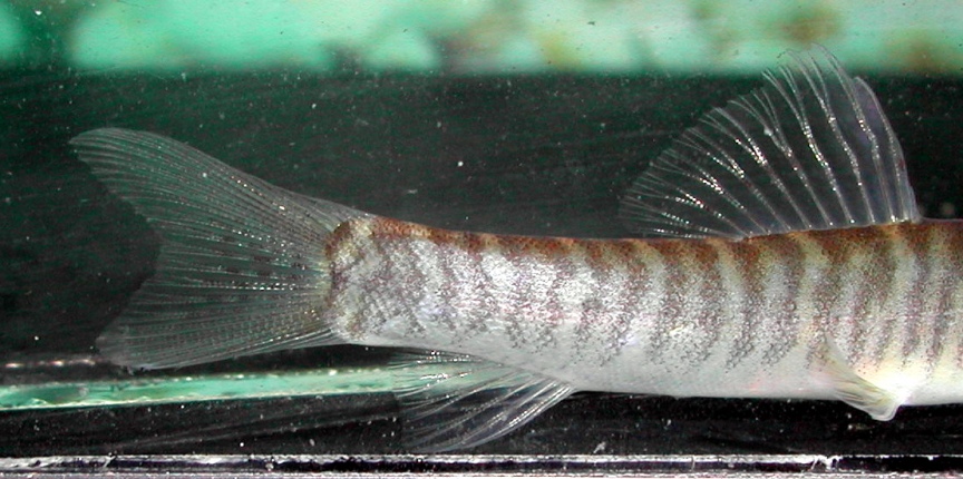 Detail of posterior part of body and caudal-fin.