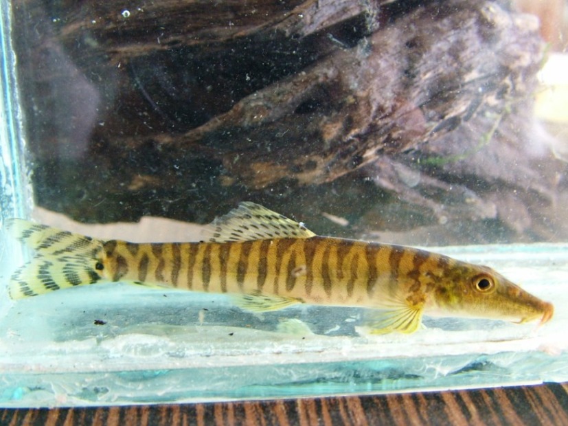 Freshly-collected adult specimen in the field.
