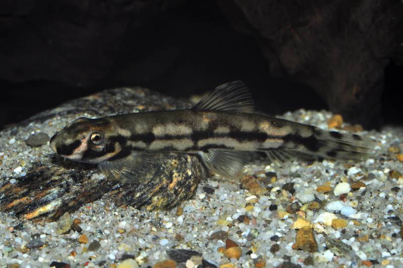 Adult colour pattern is somewhat different to that of juveniles...