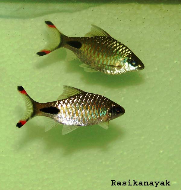 More subadults from the Bhavani River. This may be the fish previously described as Puntius lepidus.
