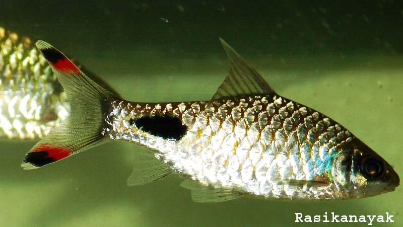Subadult specimen from the Bhavani River, Tamil Nadu state.