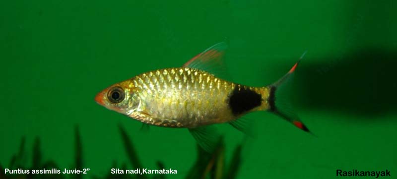 Young individual from Sita Nadi, Karnataka state.