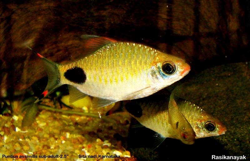 Older specimen from Sita Nadi...