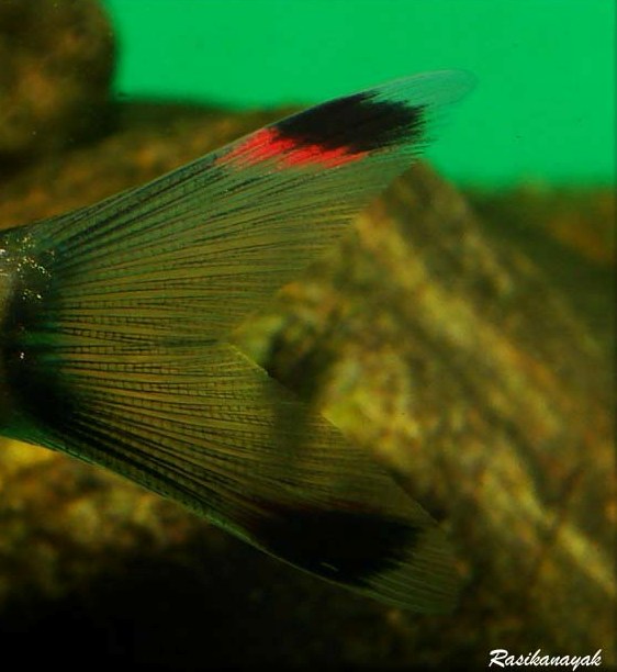 Detail of caudal-fin showing characteristic transverse black bands in each lobe; Sita Nadi population.