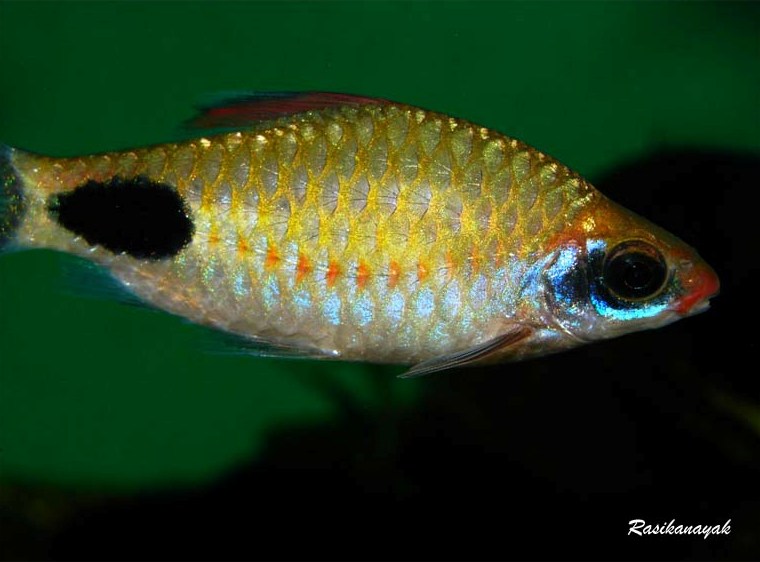 Detailed view of specimen from Sita Nadi.