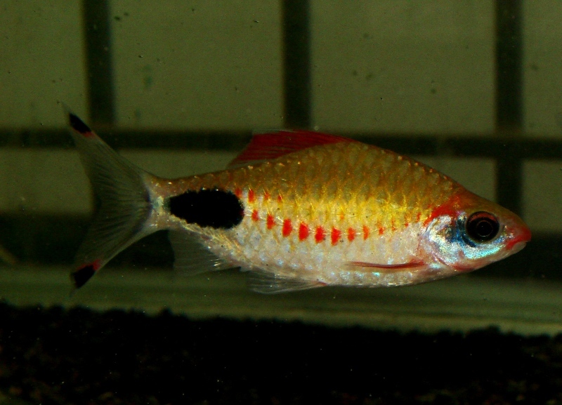 This very colourful form is known only from a single locality to date.