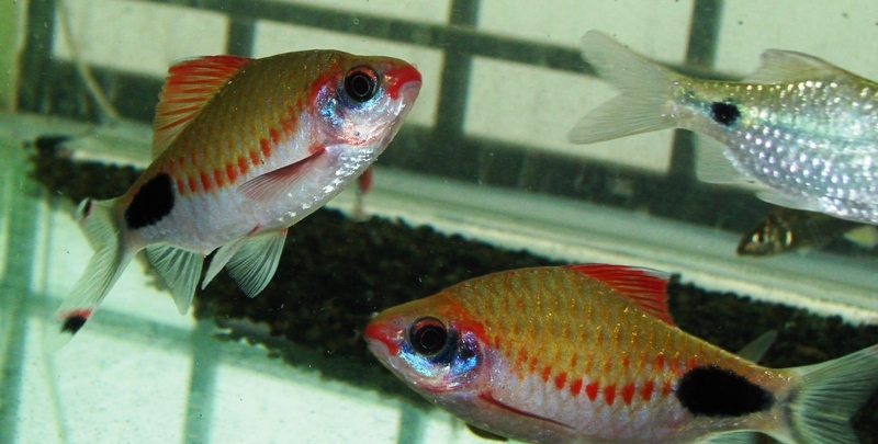 Adults of this form appear to develop only short dorsal filaments, or none at all.