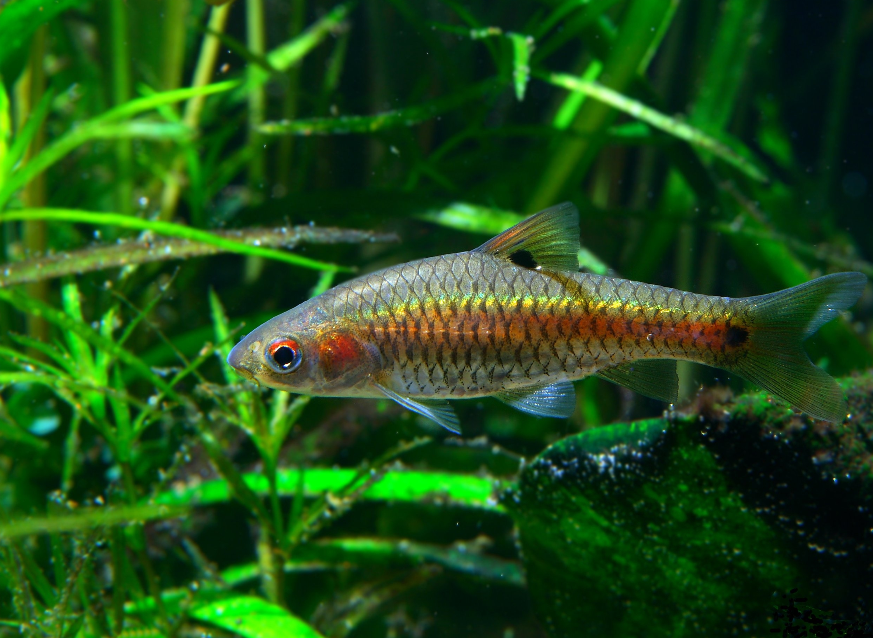 Adult male specimen from the Indian aquarium trade.