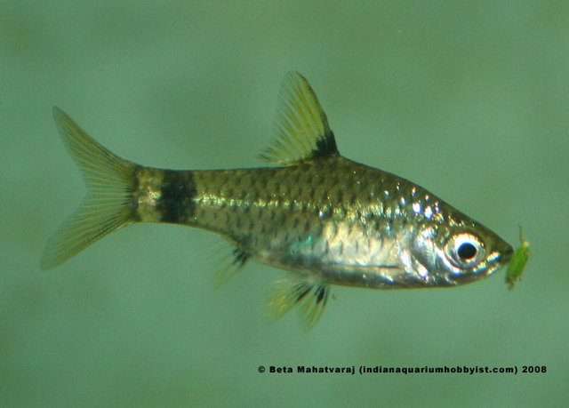 Specimen with pale, possibly mood-related, colour pattern.