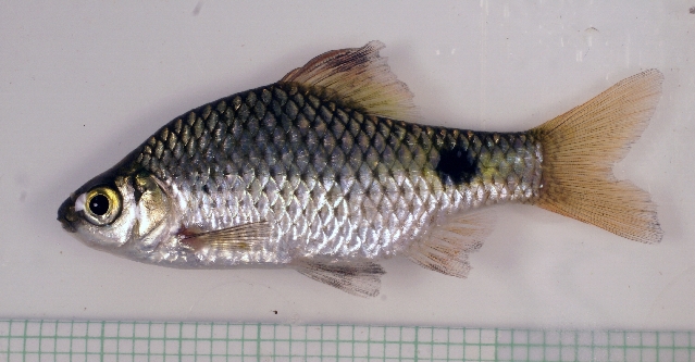 Older individual from the aquarium trade.