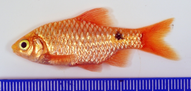 The 'neon' form is a selectively-bred, ornamental strain.
