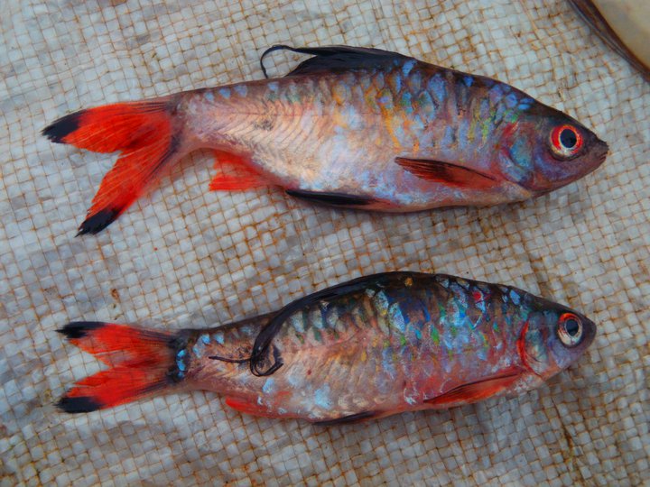 Freshly-collected adult males from Chembarambakkam Lake, Tamil Nadu state, southern India.