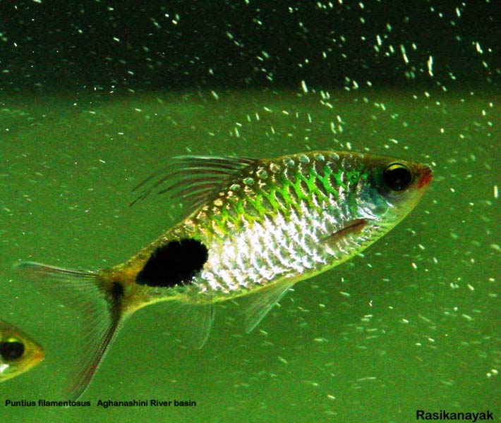 Specimen from the Aghanashini River.
