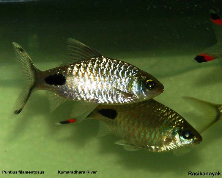 Wild-collected fish from the Kumaradhara River system.