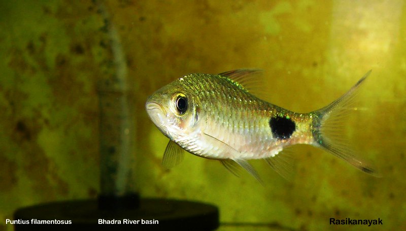 Young specimen from the Bhadra River.