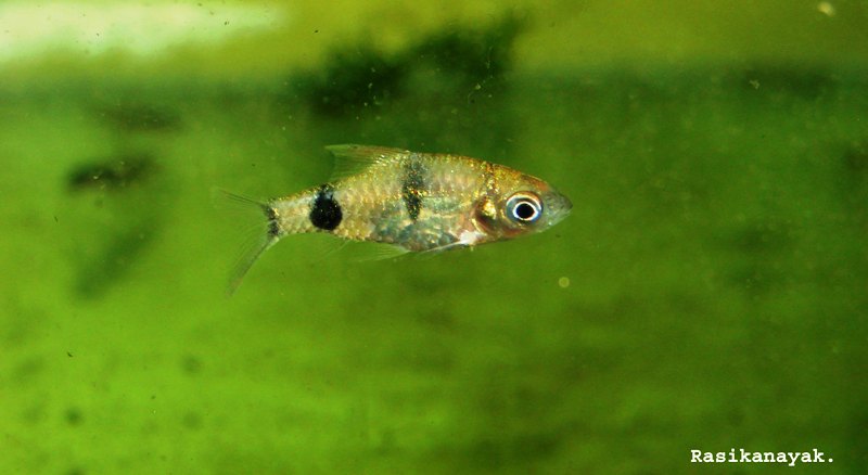 Juvenile specimen collected in the Bhadra River basin.