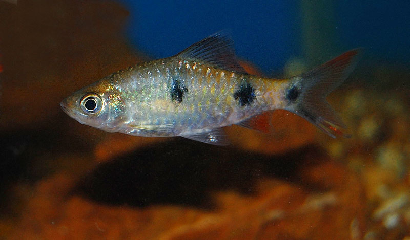 Subadult apecimen.