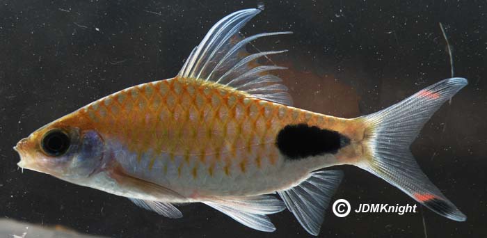 Possible natural hybrid: this wild-collected fish does not have an inferior mouth but possesses prominent barbels, thus mixing diagnostic characters for both D. assimilis and D. filamentosus.