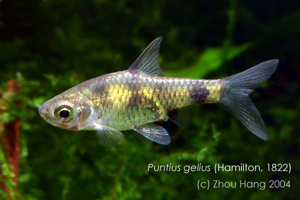 This species was considered a form of the related P. gelius prior to its description, hence the image watermark here.