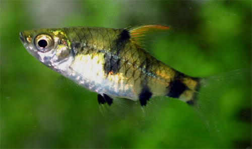 Specimen from the Singapore aquarium trade.