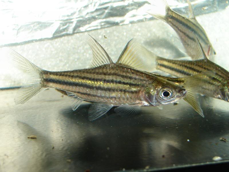 This species is almost unknown in the aquarium hobby.