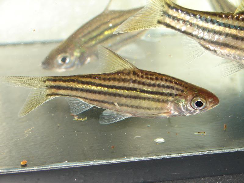 These specimens were imported into the UK during 2008.