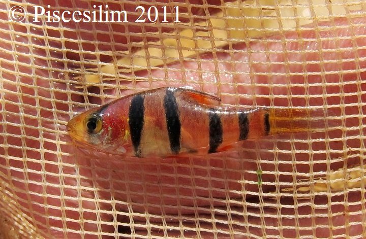 Freshly-collected individual from Perak state, Peninsular Malaysia.