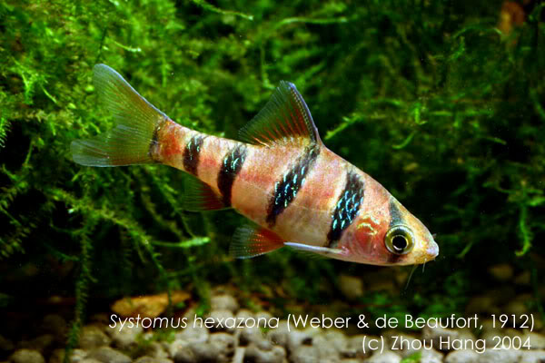 Adult male.